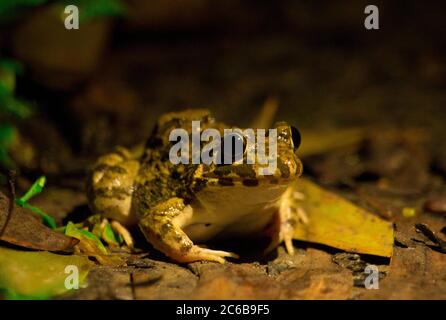 La scena di una rana nella notte buia Foto Stock