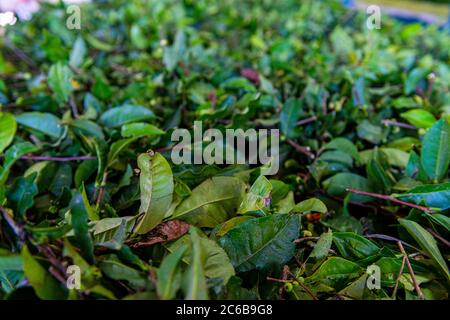 Lavorazione del tè nella Fattoria Antique Assam Tea, Sun Moon Lake National Scenic Area, contea di Nantou, Taiwan, Asia Foto Stock