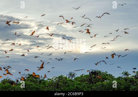 Volpi volanti sullo sfondo di mangrovie. Isole minori di Sunda, Indonesia Foto Stock