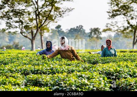 Donne che raccolgono il tè dalle piante di tè su una piantagione di tè, Assam, India, Asia Foto Stock