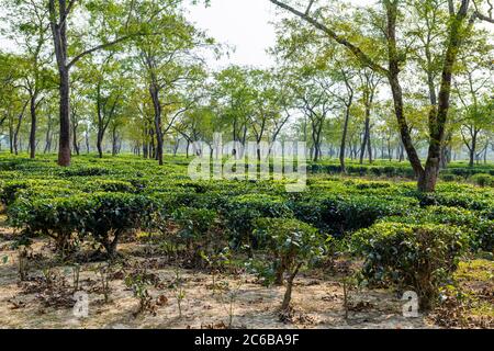 Campi di tè su una piantagione di tè, Assam, India, Asia Foto Stock