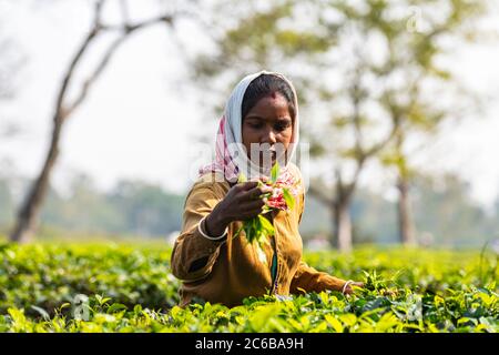 Donna che raccoglie il tè dalle piante del tè su una piantagione del tè, Assam, India, Asia Foto Stock