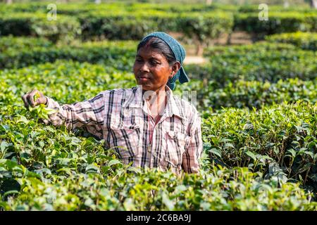 Donna che raccoglie il tè dalle piante del tè su una piantagione del tè, Assam, India, Asia Foto Stock