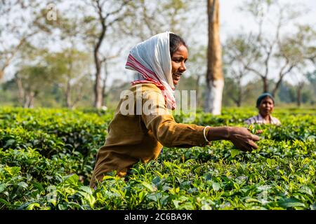 Donne che raccolgono il tè dalle piante di tè su una piantagione di tè, Assam, India, Asia Foto Stock