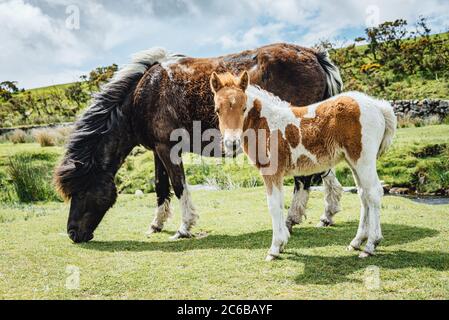 I pony di Dartmoor sono pony semi-ferali, di libero roaming, di razza nativa trovati su Dartmoor, Devon, Inghilterra, Regno Unito, Foto Stock