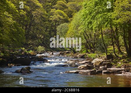 Antico bosco di querce in estate, che costeggia un fiume Dart macinato di massi nel cuore del Dartmoor National Park, Devon, Inghilterra, Regno Unito, Europa Foto Stock