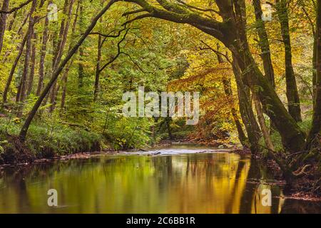 Un'antica scena autunnale in boschi di faggio e quercia lungo le rive del fiume Teign, nel Dartmoor National Park, Devon, Inghilterra, Regno Unito, Europaone Foto Stock