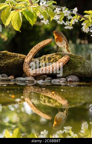 Robin fotografato in un giardino stagno nel Nord Yorkshire, Inghilterra, Regno Unito, Europa Foto Stock