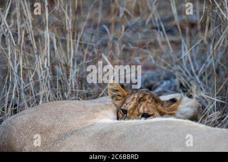 Leone (panthera leo) suzione di cucciolo, pianure di elefante, Sabi Sand Game Reserve, Sudafrica, Africa Foto Stock