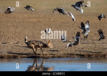 Jackal Blackbacked (Canis mesomelas) inseguire le colombe delle tartarughe di Capo (Streptopilia capicola), Kgalagadi Tranfrontiera Park, Sudafrica, Africa Foto Stock