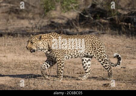 Leopardo (Panthera pardus), pianure degli Elefanti, Riserva di sabbia di Sabi, Sudafrica, Africa Foto Stock