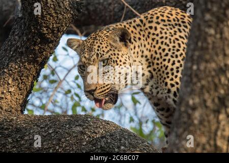 Leopardo (Panthera pardus), pianure degli Elefanti, Riserva di sabbia di Sabi, Sudafrica, Africa Foto Stock