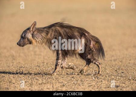 La iena marrone (Hyaena brunnea), Kgalagadi Parco transfrontaliero, Sud Africa e Africa Foto Stock