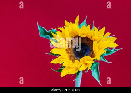 Un bellissimo girasole a contrasto con uno sfondo rosso Foto Stock