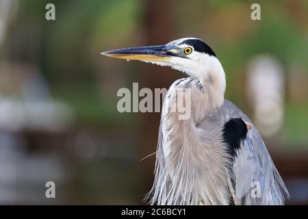 Ritratto di un animale di dimensioni medie di un maestoso ed elegante Grande Erone Blu (Ardea herodias) catturato durante l'ora d'oro in una calda serata estiva della Florida. Foto Stock