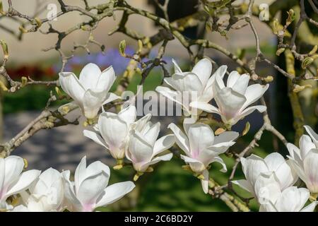 Tulpen-Magnolie Magnolia × soulangeana Amabilis Foto Stock