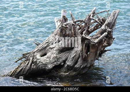 Un grande pezzo di driftwood si siede in acqua. Foto Stock