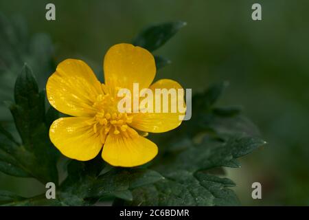 Pianta di fioritura selvaggia Ranunculus si ripone nel parco. Conosciuto come coppa del butterfoot strisciante o crowfoot strisciante. Fiore giallo con foglie verdi, sfondo sfocato. Foto Stock