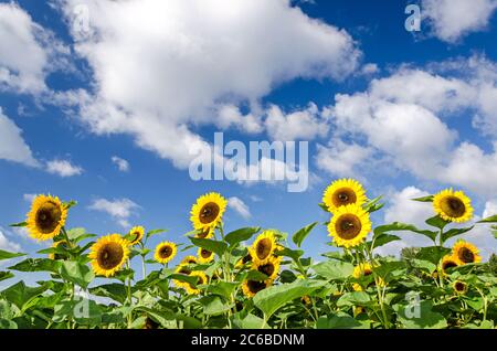 Campo di girasole di fronte al cielo blu con alcune nuvole Foto Stock