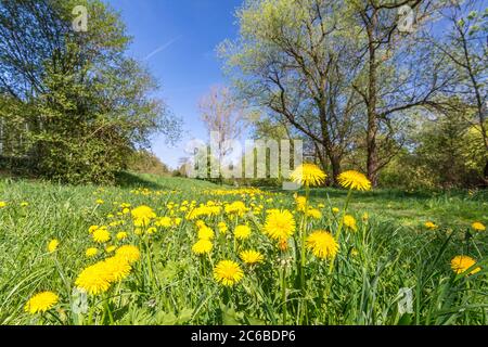 Fiori di dente di leone gialli in un bellissimo parco in primavera Foto Stock