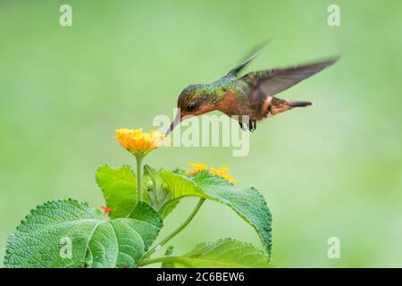 Una Coquette Tufted femmina che si nutra su un unico mazzo di fiori selvatici di Lantana con un morbido sfondo verde. Foto Stock