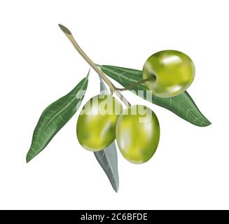 Olio di oliva con ramo. Frutti 3d realistici. Goccia di olio. Foto Stock