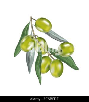 Olio di oliva con ramo. Frutti 3d realistici. Goccia di olio. Foto Stock