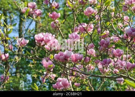 Tulpen-Magnolie Magnolia soulangeana Lennei Foto Stock