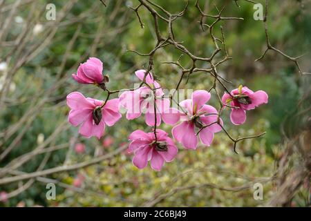 Magnolie Magnolia sprengeri var. Diva Foto Stock