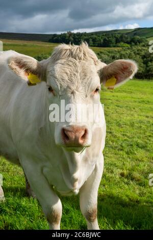 Mucca di Charolais in campagna a metà estate Foto Stock