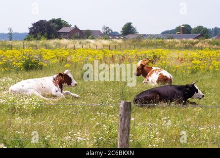 Le mucche riposano in un prato ad Arnhem, Paesi Bassi Foto Stock