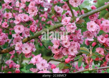 Zier-Apfel Malus Brandy Magic Foto Stock