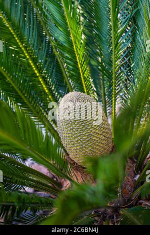 Cycas revoluta giardino fiore di piante Foto Stock