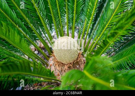 Cycas revoluta giardino fiore di piante Foto Stock