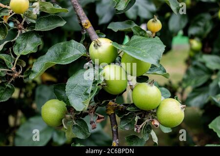 Piccole mele verdi su un primo piano di ramo Foto Stock