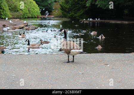 Un'oca canadese su un lago nel Manor Park a Glossop, Inghilterra Foto Stock