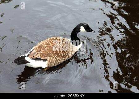 Canada oca in un lago nel Manor Park a Glossop, Inghilterra Foto Stock