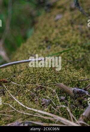 Muschio verde coperto albero caduto a terra nella foresta Foto Stock