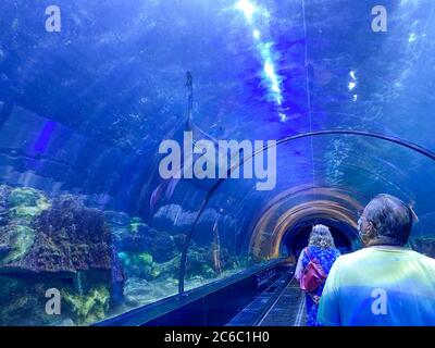 Orlando, FL/USA-7/3/20: Il tunnel di osservazione degli squali al Seaworld di Orlando, Florida. Foto Stock