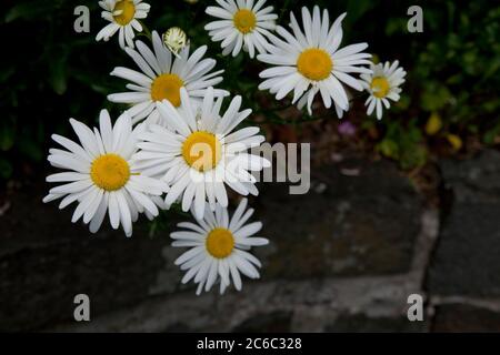 Daisy comune Bellis perennis è una specie comune europea di daisy, della famiglia Asteraceae, spesso considerata la specie archetipica di quel nome. Foto Stock