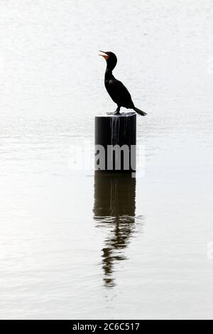 Cormorani in piedi in profilo su palafitte a Bay Head, New Jersey, USA Foto Stock