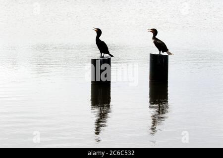 Cormorani in piedi in profilo su palafitte a Bay Head, New Jersey, USA Foto Stock