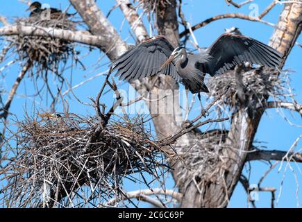 Un grande airone blu si trova su un ramo con le ali aperte e un bastone nel suo conto, mentre la femmina, accoccolata nel nido, incuba le uova. Foto Stock