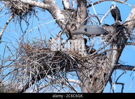 Un paio di grandi aironi blu nidificanti gestiscono il posizionamento di un lungo bastone nel loro nido, regolando insieme con le loro fatture. Foto Stock