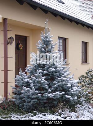 Abies lasiocarpa Argentea, Abies lasiocarpa Argentea Foto Stock