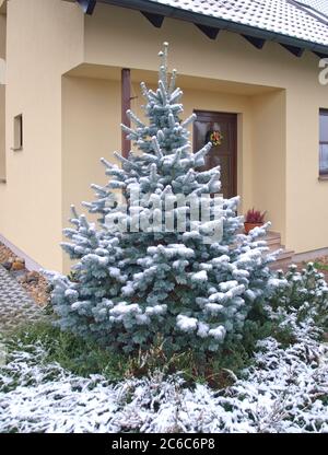 Kork-Tanne, Abies lasiocarpa Argentea, Cork abete, Abies lasiocarpa Argentea Foto Stock