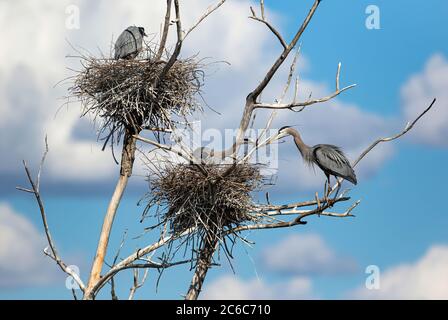 Un albero morto alto con due nidi mostra una coppia di Great Blue Heron che regola un bastone insieme contro uno splendido sfondo di nuvole soffici e cielo blu. Foto Stock