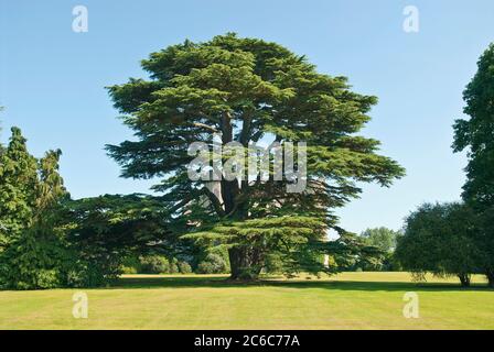 Atlas-Zedern, Atlas-Zeder , Cedrus atlantica, Atlas cedar, Atlas cedar, Cedrus atlantica Foto Stock