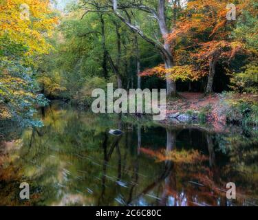 Fiume Teign vicino a Fingle Bridge Foto Stock