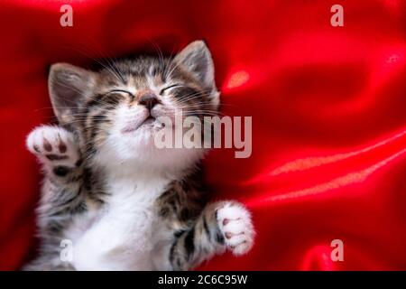 adorabile cucciolo sorridente a righe sdraiato sulla schiena dormendo sul rosso. CopySpace. Carino animali gatti, valentine e carta di Natale Foto Stock